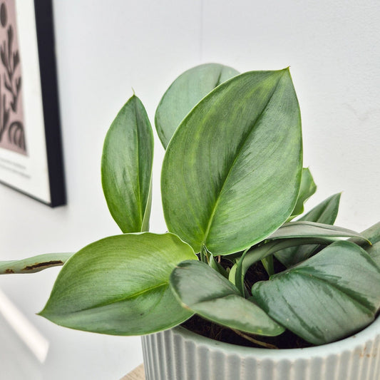15 - 25cm Treubii Moonlight Pothos Scindapsus 12cm Pot House Plant House Plant