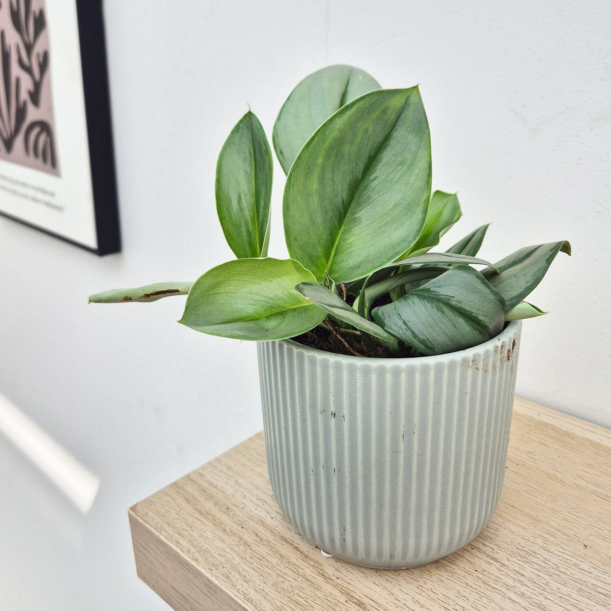 15 - 25cm Treubii Moonlight Pothos Scindapsus 12cm Pot House Plant House Plant