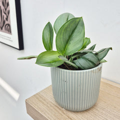 15 - 25cm Treubii Moonlight Pothos Scindapsus 12cm Pot House Plant House Plant