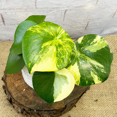 15 - 25cm Variegated Peperomia Polybotrya Raindrop 12cm Pot House Plant House Plant