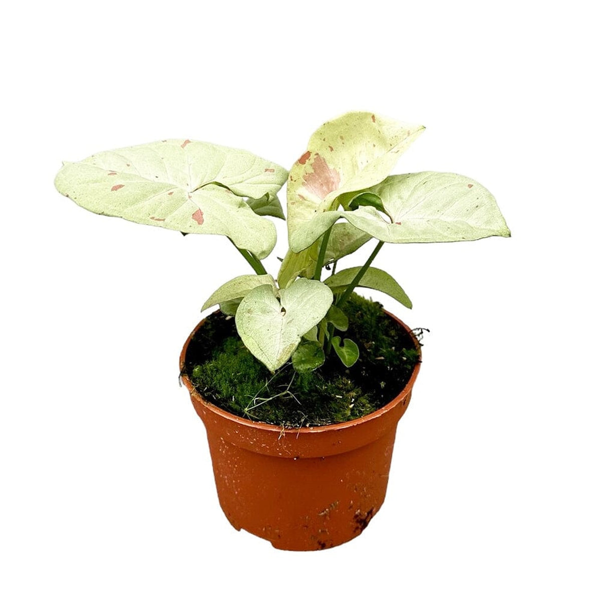 15 - 30cm Syngonium Milk Confetti 10.5cm Pot House Plant House Plant