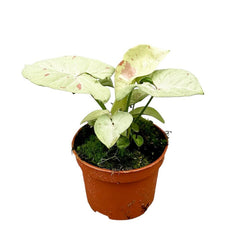 15 - 30cm Syngonium Milk Confetti 10.5cm Pot House Plant House Plant