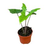 15 cm Alocasia Batwing House Plant 10,5 cm Pot House Plant