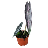 15 cm Alocasia Longiloba Purple House Plant 10,5 cm Pot