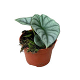 15 cm  Alocasia Nebula House Plant 10,5 cm Pot