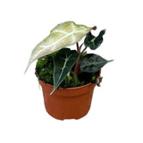 15 cm  Alocasia Polly Variegata House Plant 10,5 cm Pot