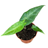 15 cm Alocasia Sulawesi Green Carpet House Plant 10,5 cm Pot House Plant