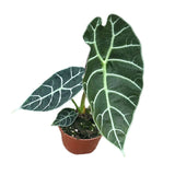 15 cm  Alocasia Watsoniana House Plant 10,5 cm Pot