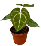 15 cm Anthurium Clarinervium House Plant 9 cm Pot House Plant