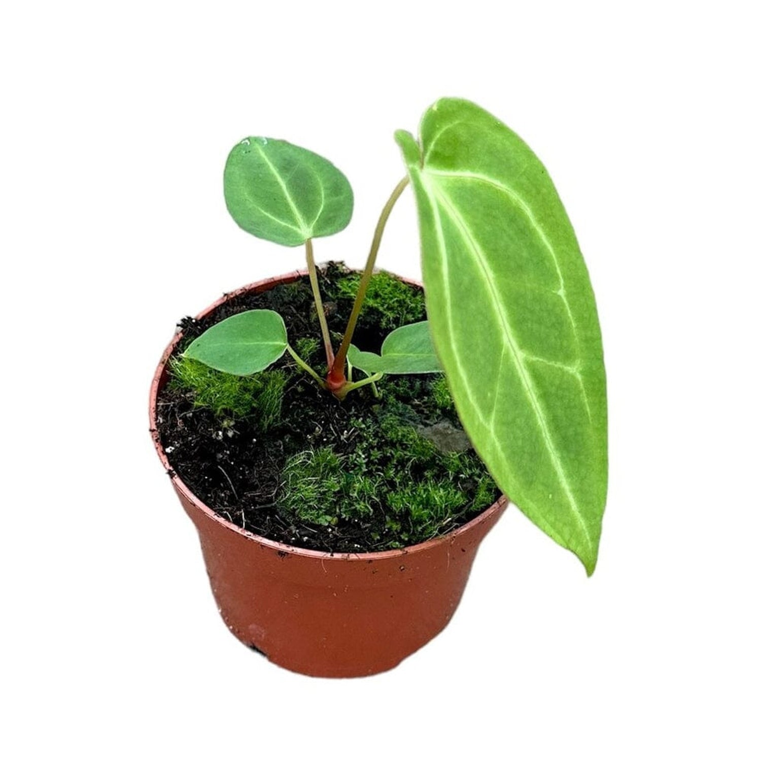15 cm Anthurium Magnificum x Magnificum House Plant 10,5 cm Pot House Plant