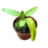 15 cm Anthurium Pallidiflorum House Plant 10,5 cm Pot House Plant