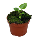 15 cm Anthurium Recavum x Recavum House Plant 10,5 cm Pot House Plant