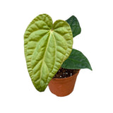 15 cm Anthurium Regale X Luxurians House Plant 10,5 cm Pot House Plant