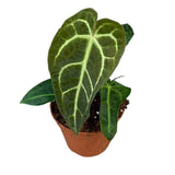 15 cm Anthurium Regale x Magnificum House Plant 10,5 cm Pot House Plant