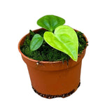 15 cm Anthurium Villenaorum x Luxurians House Plant 10,5 cm Pot House Plant