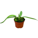 15 cm Anthurium Vittarifolium House Plant 10,5 cm Pot House Plant