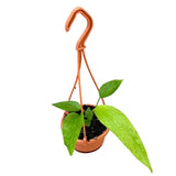 15 cm Anthurium Vittarifolium House Plant 14 cm Pot House Plant