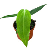 15 cm Anthurium Warocqueanum x Waterburyanum House Plant 10,5 cm Pot House Plant