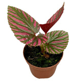 15 cm  Begonia Brevirimosa House Plant 9 cm Pot