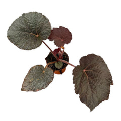 15 cm Begonia Taconite House Plant 10,5 cm Pot House Plant
