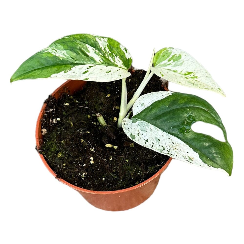 15 cm Epipremnum Pinnatum Marble Variegata House Plant 10,5 cm Pot House Plant