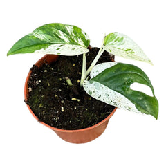 15 cm Epipremnum Pinnatum Marble Variegata House Plant 10,5 cm Pot House Plant