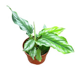 15 cm  Homalomena Riau Sumatra House Plant 10,5 cm Pot