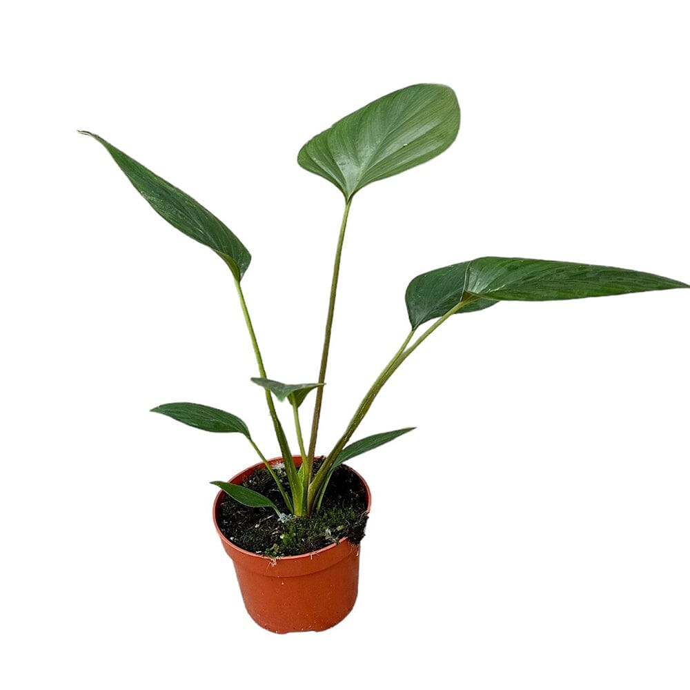 15 cm Homalomena Rubescens Black House Plant 10,5 cm Pot House Plant