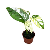 15 cm Monstera Adansonii Variegata House Plant 10,5 cm Pot House Plant
