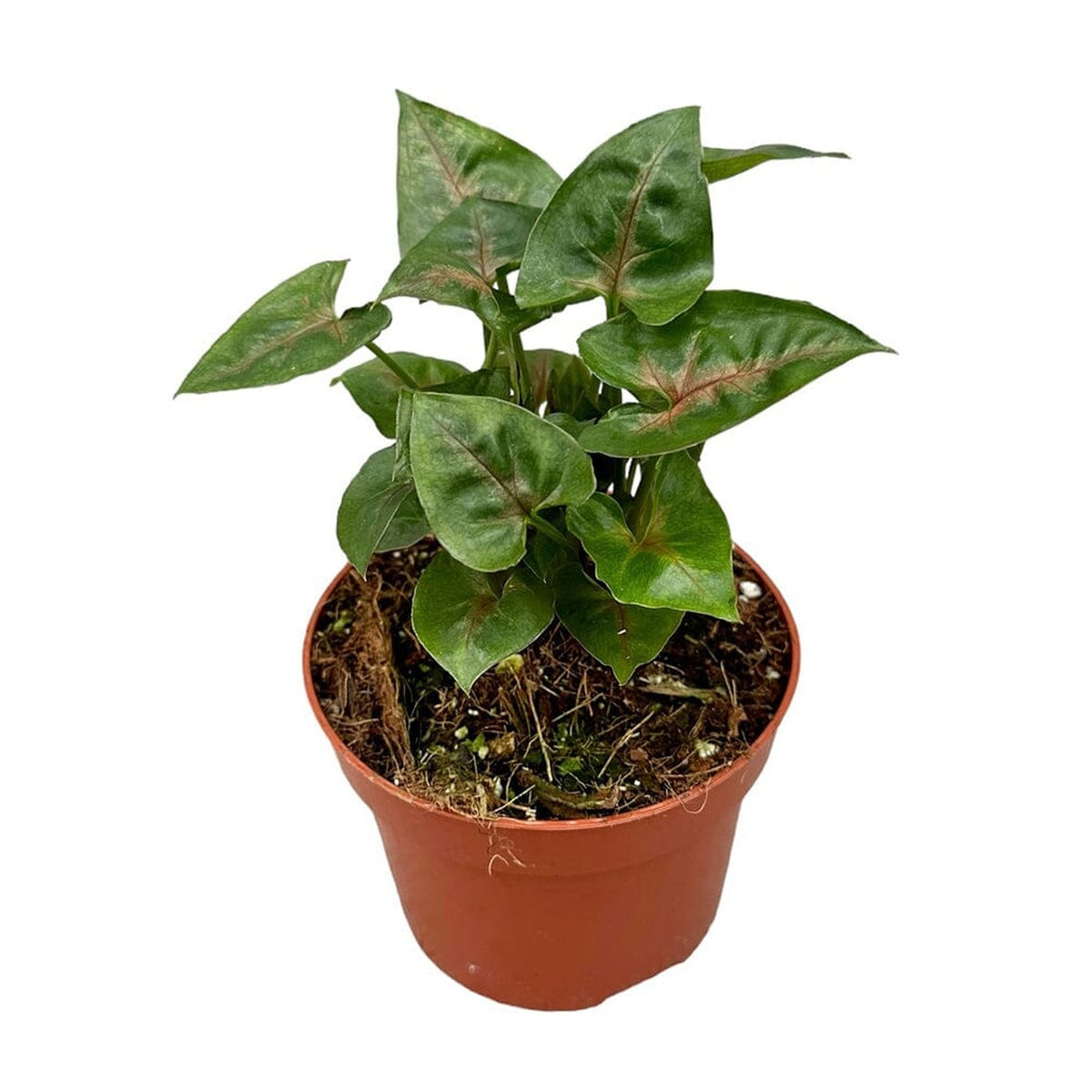 15 cm Syngonium Christmas House Plant 10,5 cm Pot House Plant