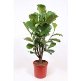 150 - 170cm Ficus Lyrata XXL Tree Fiddle Leaf Fig 34cm Pot House Plant House Plant
