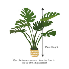 150 - 180cm Ficus Natalensis Trinova 27cm Pot House Plant House Plant