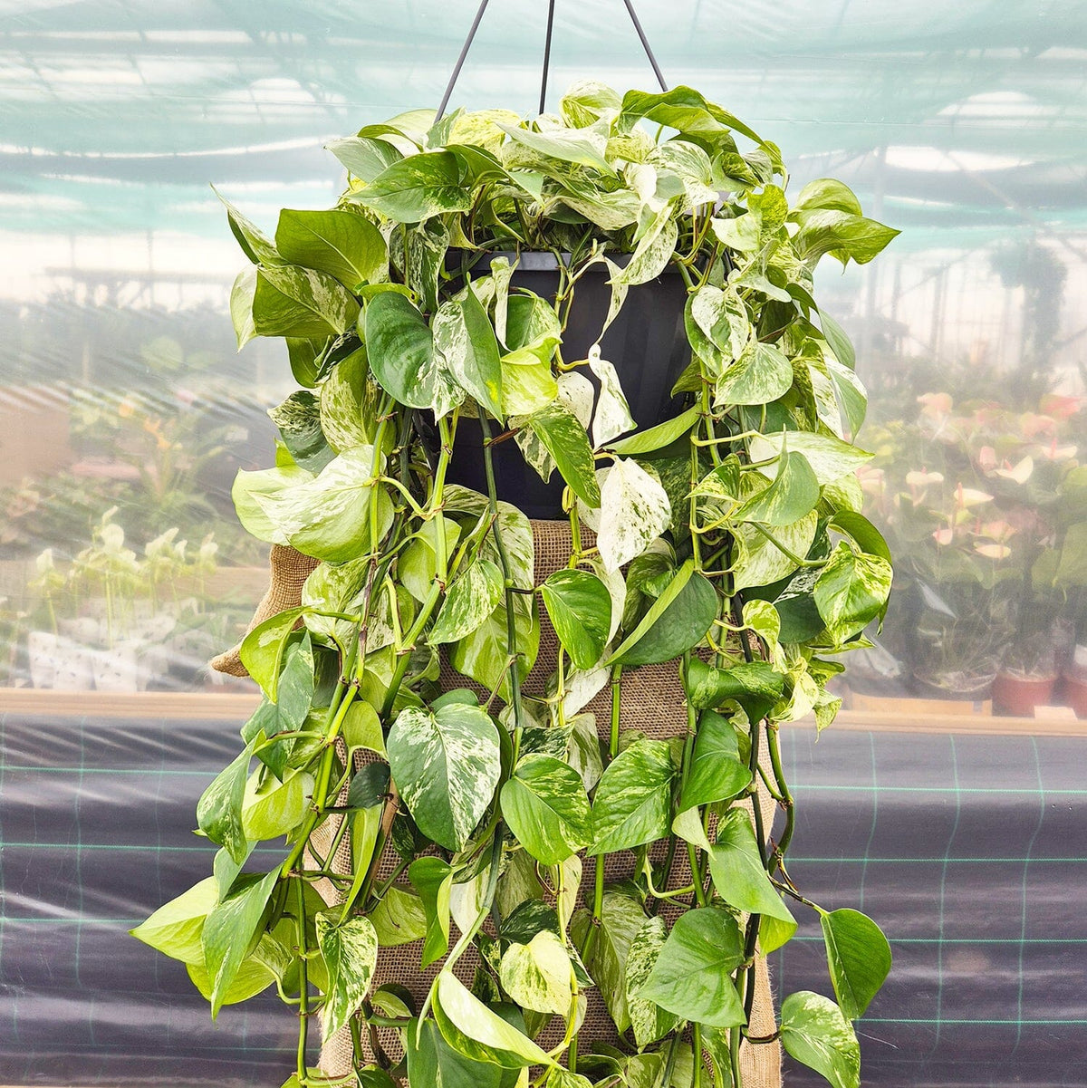 150 - 200cm XL Epipremnum Marble Queen Pothos 37cm Hanging Pot House Plant House Plant
