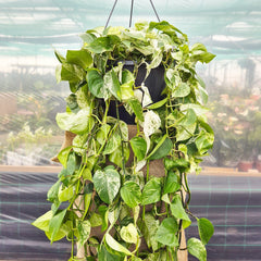 150 - 200cm XL Epipremnum Marble Queen Pothos 37cm Hanging Pot House Plant House Plant