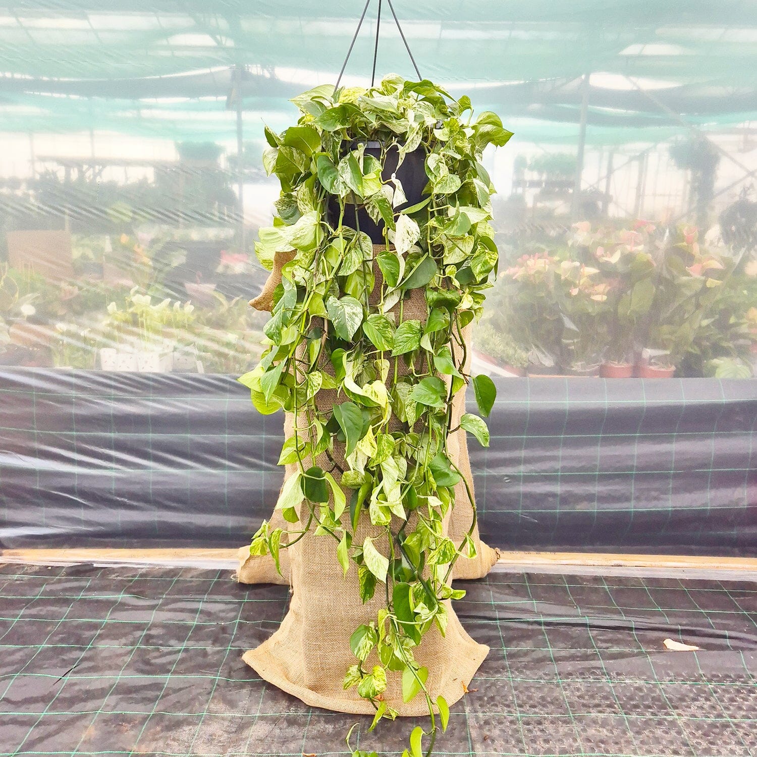 150 - 200cm XL Epipremnum Marble Queen Pothos 37cm Hanging Pot House Plant House Plant