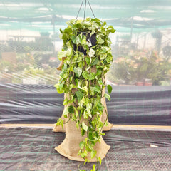 150 - 200cm XL Epipremnum Marble Queen Pothos 37cm Hanging Pot House Plant House Plant