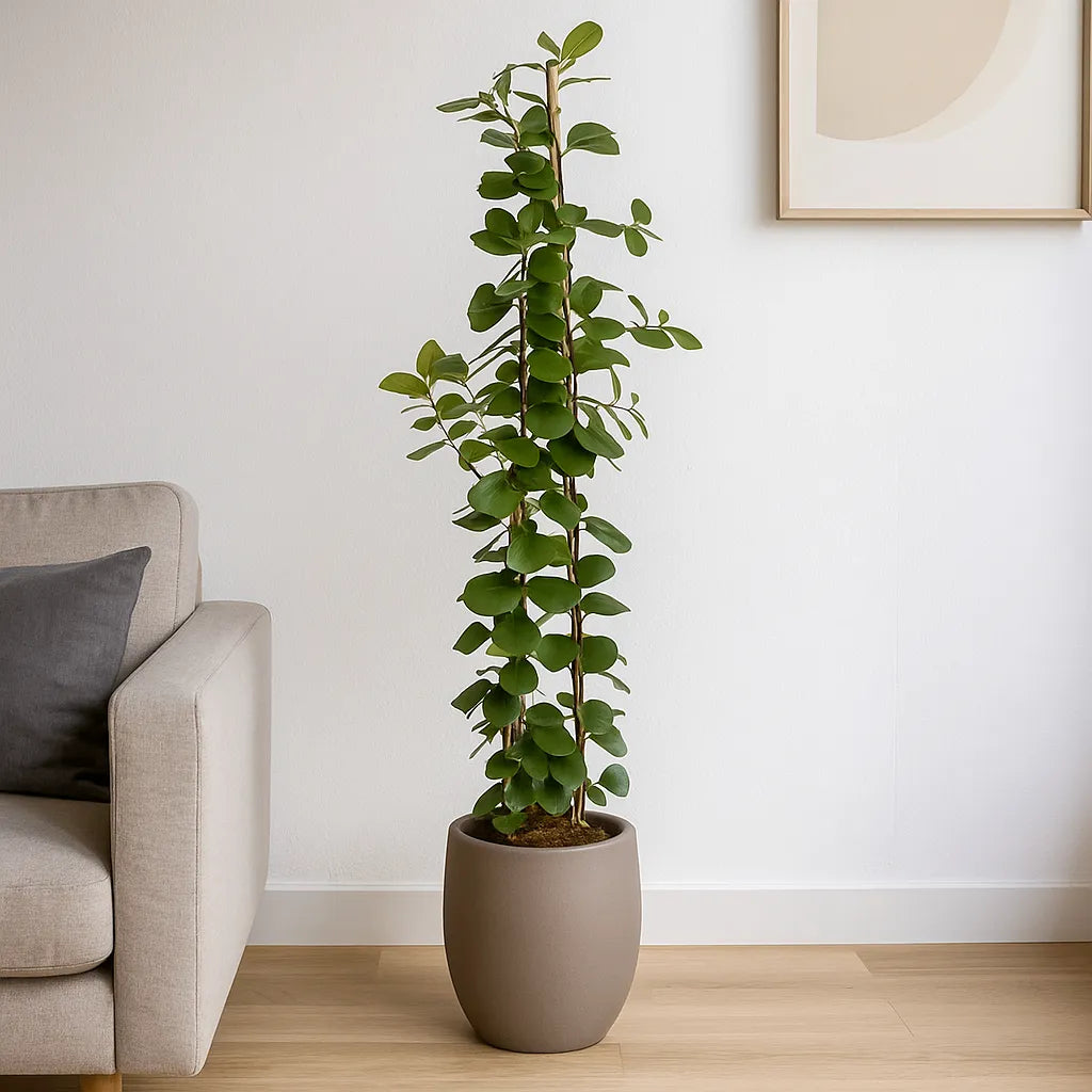 150 - 180cm Ficus Natalensis Trinova 27cm Pot House Plant