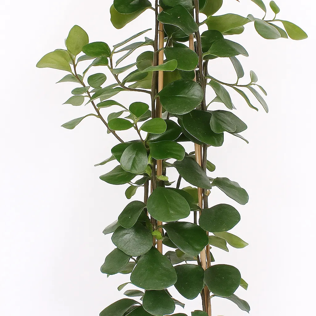 150 - 180cm Ficus Natalensis Trinova 27cm Pot House Plant
