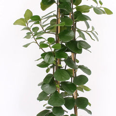 150 - 180cm Ficus Natalensis Trinova 27cm Pot House Plant