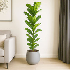 150 - 180cm XXL Ficus Lyrata Fiddle Leaf Fig 21cm Pot House Plant