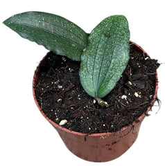 Hoya Erythrina 10.5cm Pot 10cm Height House Plant