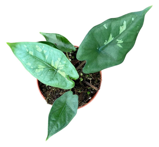 Alocasia Shattered Glass House Plant 8cm Pot