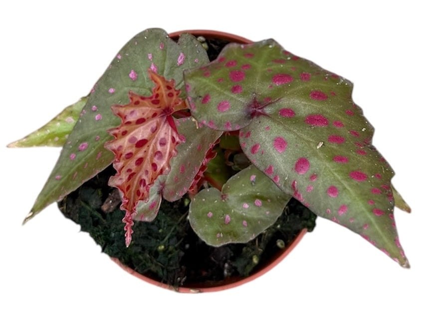 Begonia Amphioxus X Malachosticta 8cm Pot 15cm Height House Plant