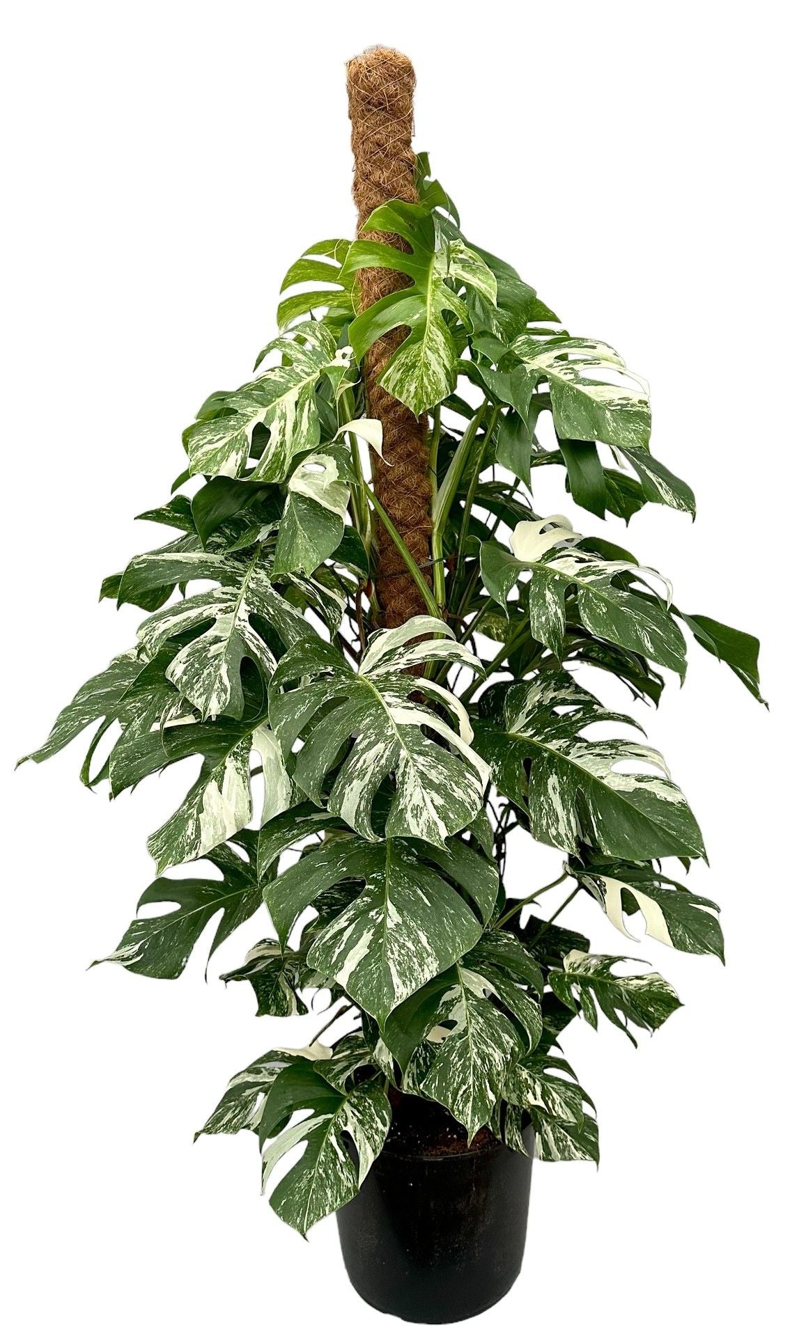 XXL Variegated Monstera Albo Mosspole House Plant 32cm Pot 160cm Height