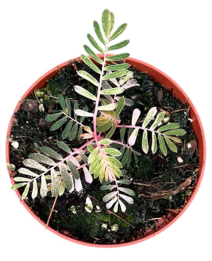Phyllanthus Urinaria Albo Variegata 10.5cm Pot 10cm Height House Plant