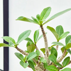 15 -25cm Adenium Obesum Desert Rose House Plant 12cm Pot