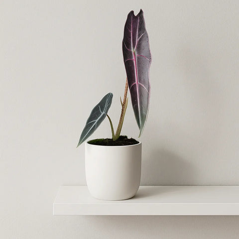 15 - 20cm Alocasia Longiloba Purple House Plant 10,5 cm Pot