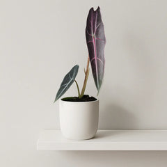 15 - 20cm Alocasia Longiloba Purple House Plant 10,5 cm Pot