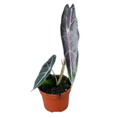 15 - 20cm Alocasia Longiloba Purple House Plant 10,5 cm Pot