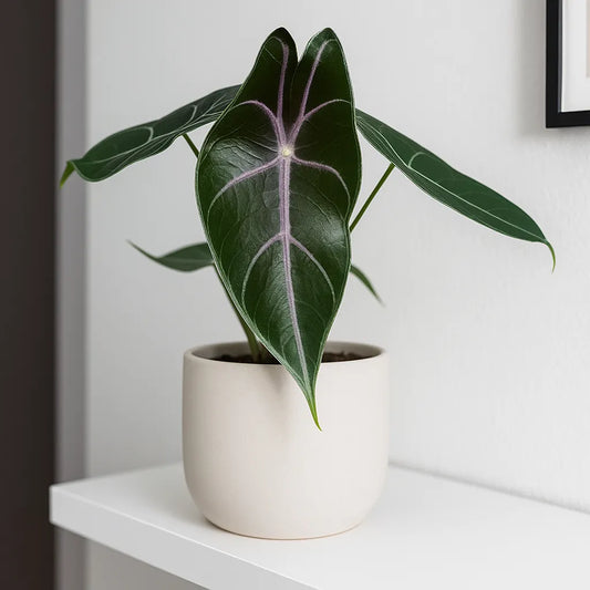 15 - 20cm Alocasia Suhirmaniana Purple 10.5 Pot House Plant